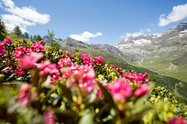 Unterweger-Bergchalet-Alpenrose