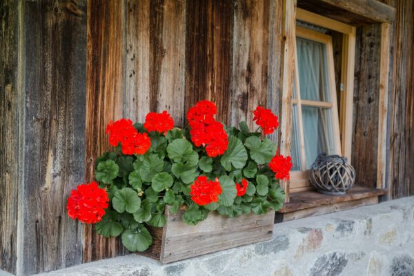 Berchalet-Alpenrose-06